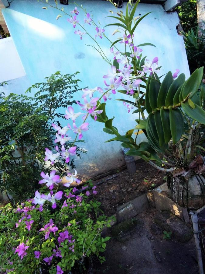 Hikkaduwa Backyard Beach Homestay Galle Eksteriør bilde